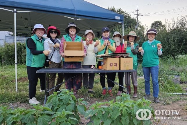 오산시 신장2동, 직접 키운 감자로 실천하는 사랑의 감자 나눔