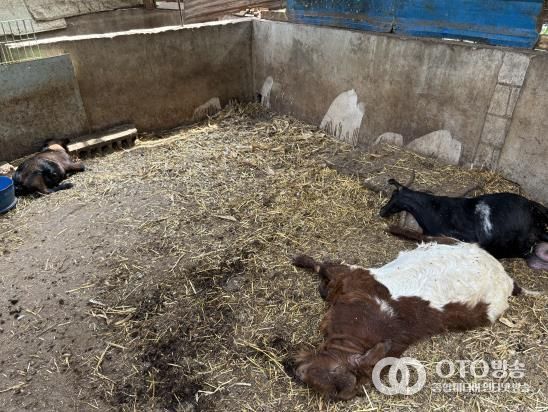 경기도북부동물위생시험소, 국내 첫 염소 ‘보툴리즘’ 진단