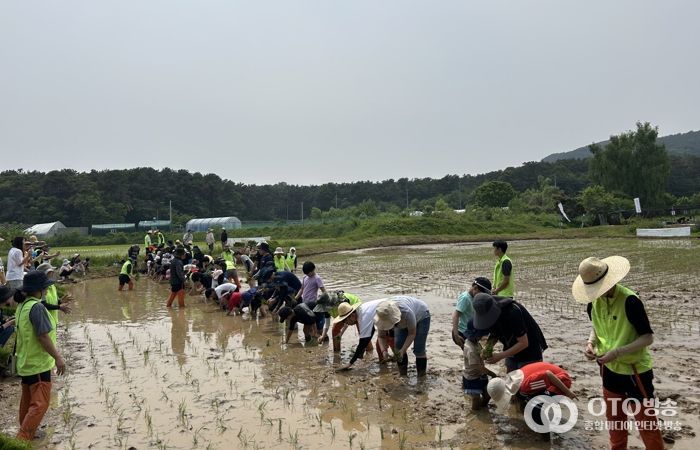 참가자들이 전통 모내기 체험을 하고 있다.