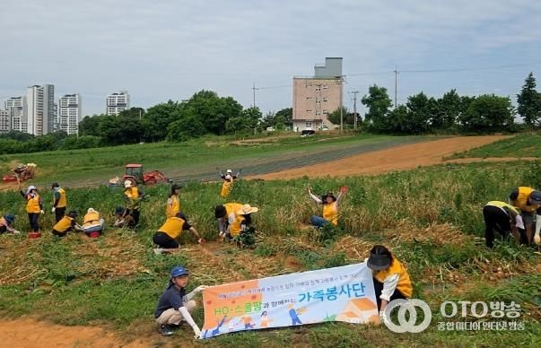 15일 'HO-스쿨팜 가족봉사단'이 향남읍 친환경 마늘 농장에서 친환경 작물 수확 체험 봉사활동을 하고 있다.