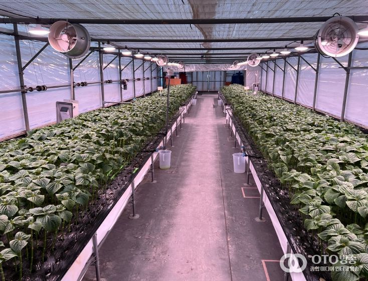 ‘잎들깨 LED 보광 기술’ 연구