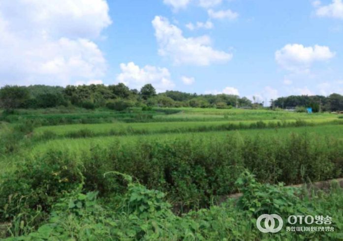 ‘군산 개사동 패총’ 조사지역 전경