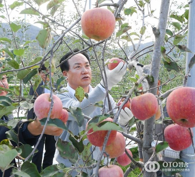 오산시, 자매도시 장수군서 ‘오산시민 장수 사과따기 체험행사’ 성황리 개최