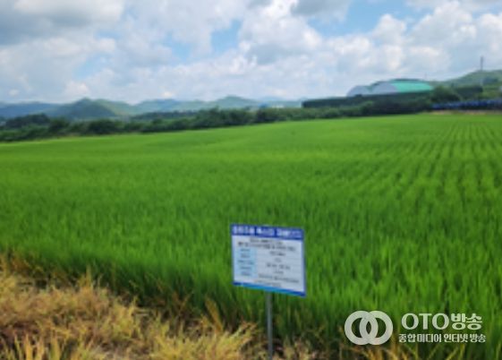 강원도 홍천의 ‘주향미’ 재배단지 전경