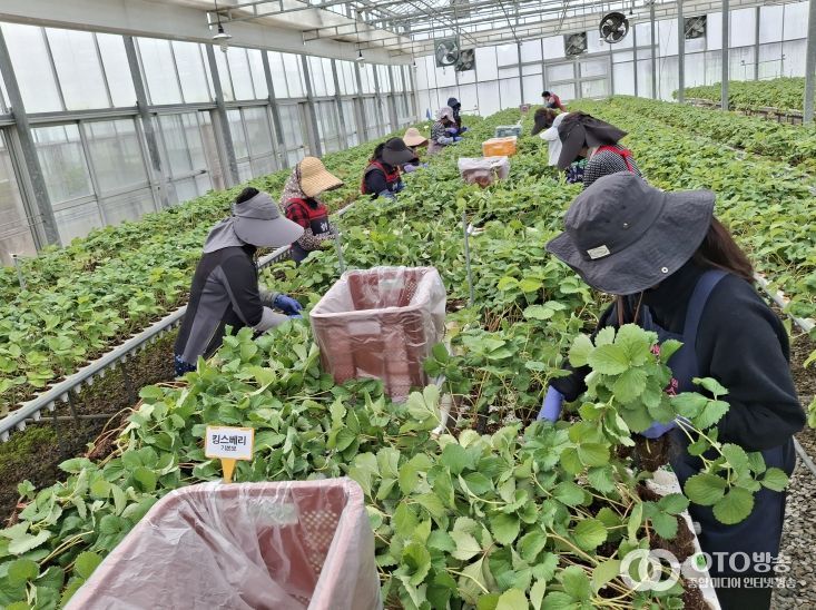충남도 딸기 무병묘 보급