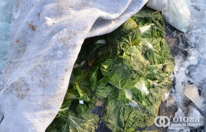 수확 중인 김장용 무·배추 한파 대비해야