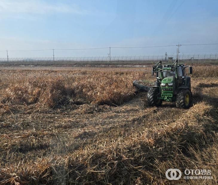 한강하구 자생 갈대 수거