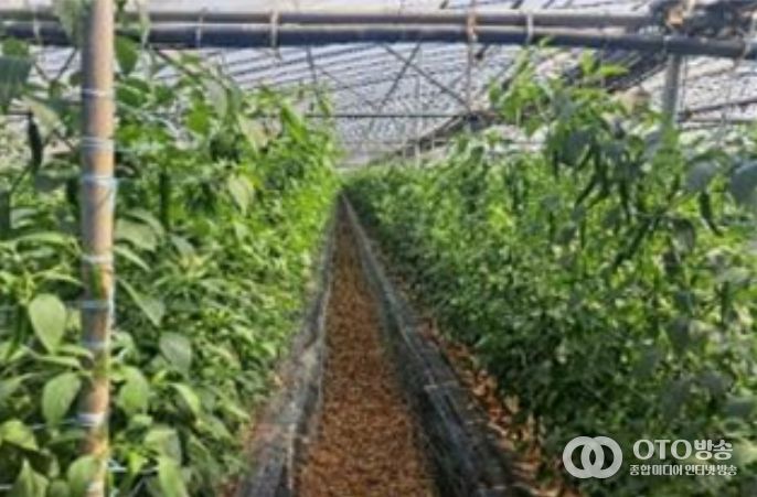 시설고추 재배지