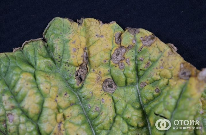 배추 검은무늬병균