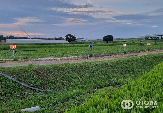 먹노린재 최적 방제 전략 찾았다