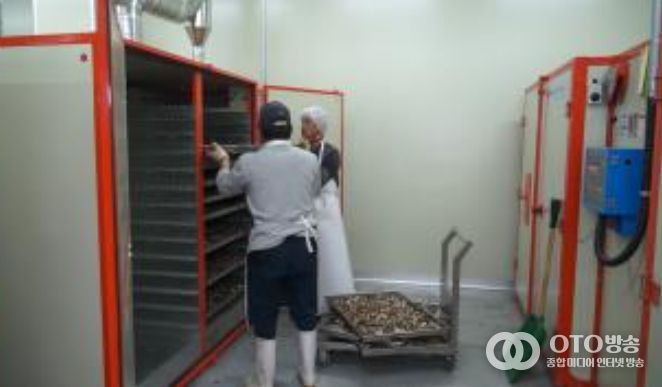 약용작물(백출) 건조