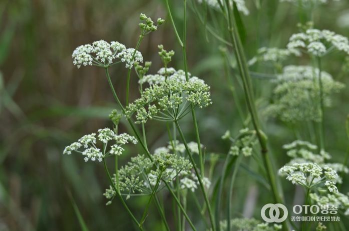 멸종위기 야생생물 II급 서울개발나물(꽃)