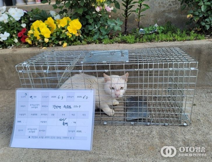 포획된 길고양이