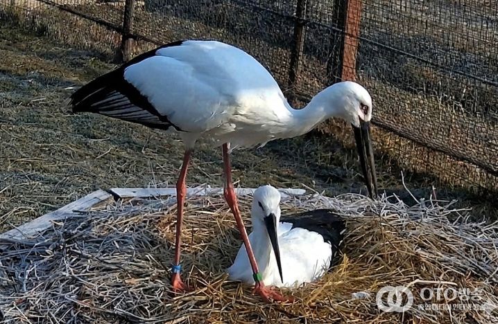 한일 황새 커플 모습