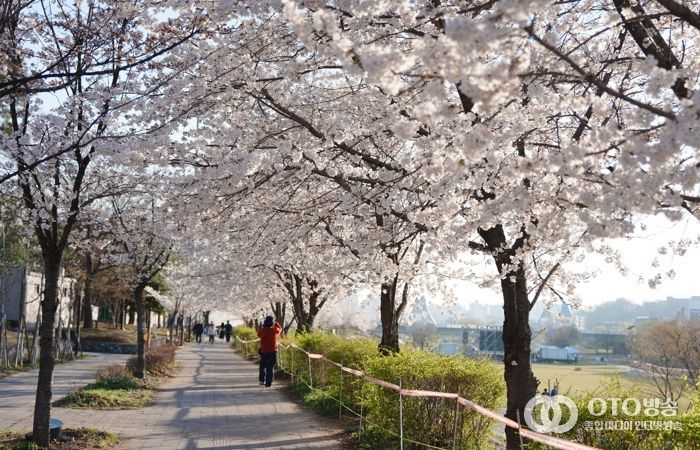오산천 벚꽃축제 성료…봄밤 수놓은 빛과 공연