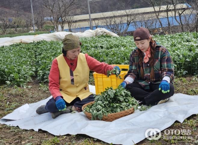 전옥자 농가가 삼잎국화와 관련해서 ‘6시 내고향’ 촬영을 진행하고 있다.