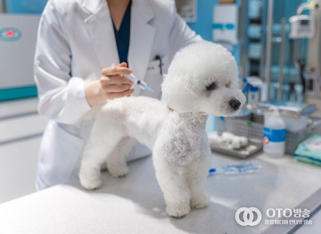 광견병 예방접종